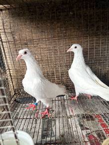 Burung merpati racing homer putih
