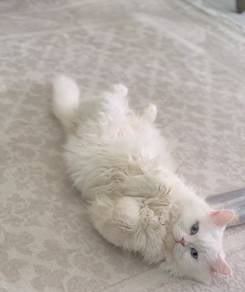 Turkish Angora (Male)
