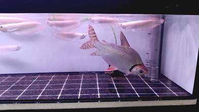 Ikan FeiFong Red Tail