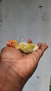 Lovebirds
