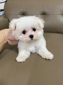 quality tiny Maltese