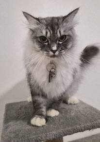 Female Maine Coon Munchkin