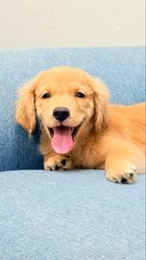 Male Golden Retriever For Sale