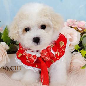 Maltipoo