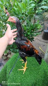 Ayam Ratu LHK