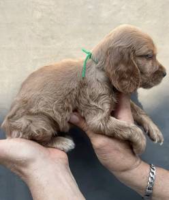 ENGLISH COCKER SPANIEL PUPPIES F366 🌻Female