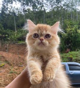 kitten exotic Longhair for rehome
