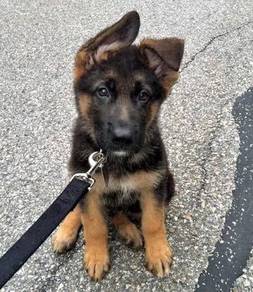 GFF6999 German Shepherd MKA registered puppy