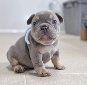 FRENCH BULLDOG PUPPIES VIP298🌻Cute Boy~Girl