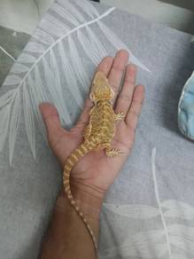  bearded dragon