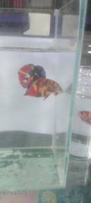 Betta Multicolour