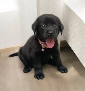 Labrador 
