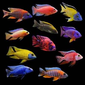 Cichlid