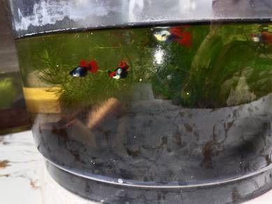 ikan guppy dumboi koi sb 