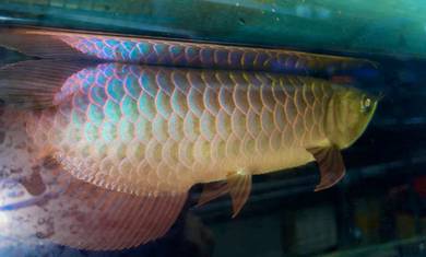 Arowana Malaysia