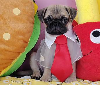 Pug