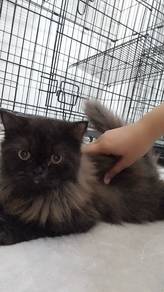 Kucing untuk dijual