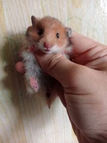 hamster syrian 