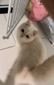 Golden Point British Shorthair