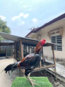 Ayam sabung