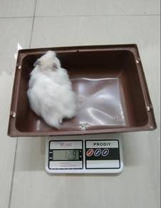 Syrian Hamster Big Bone Male
