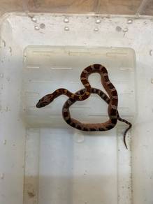 cheapest corn snake in the town