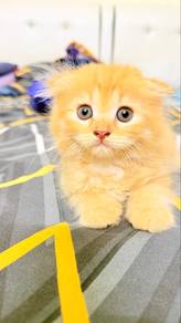 Rehome Fee Scottish