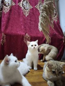 BSH British Shorthair Kittens 4 Months 