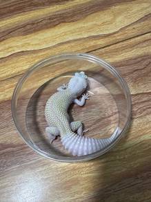Leopard Gecko