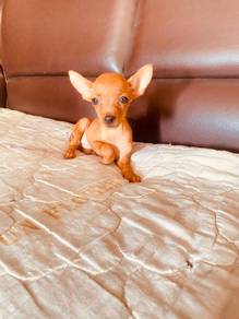 Miniature Pinscher Puppy