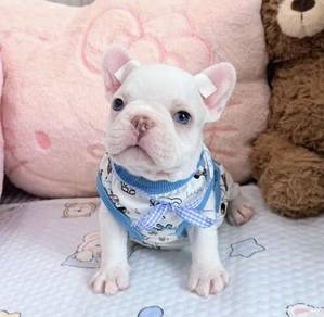 FRENCH BULLDOG PUPPIES VIP276 🌻Cute & Healthy Boy