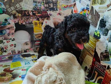 Toy poodle