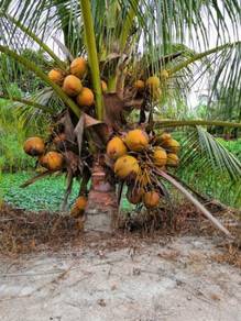 Benih kelapa sgg cn16 tulen