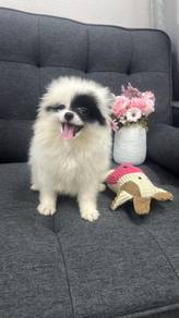 Pomeranian Female F-397Dob : 08-05-26
