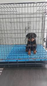 Quality Male Rottweiler Puppy