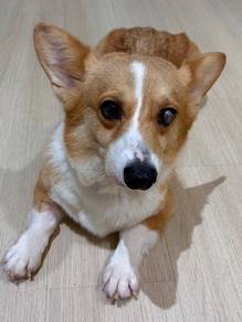 Corgi - Lilo (Female) @ PJ