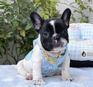 FRENCH BULLDOG PUPPIES 🌻A181 Cow Pattern New