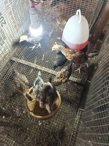 Anak ayam kampong