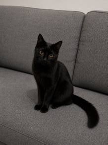 Free Black DLH Mix Cat