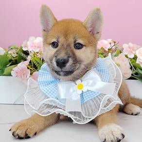Shiba