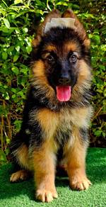 GERMAN SHEPHERD PUPPIES GSD250 🐻 Good structure