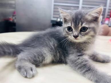 British Shorthair