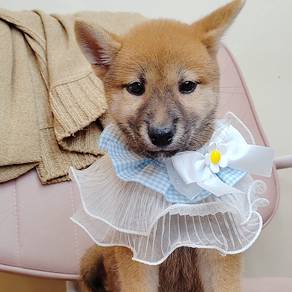 Shiba