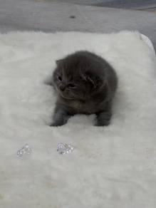 British Shorthair Blue Kitten for Sale 🐾