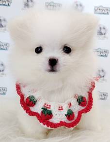 Pomeranian