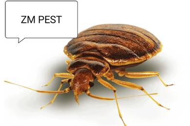 Pest control anai-anai