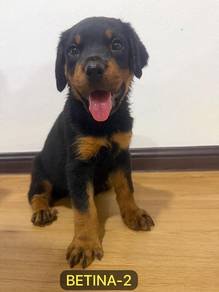 Premium Rottweiler Puppy