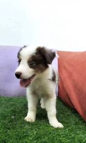 Border collie tri color male
