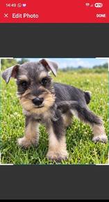 Miniature Schnauzer Puppy 