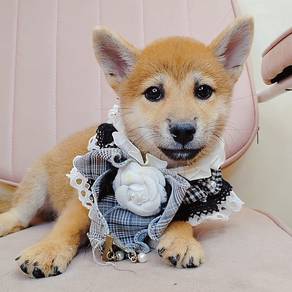 Shiba